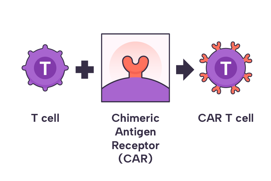 A T cell modified to have CAR which then becomes a CAR T cell.