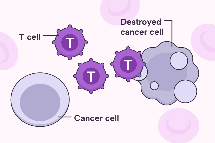 T cells in the human body.
