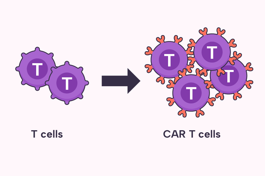 T cells turned into CAR T cells.