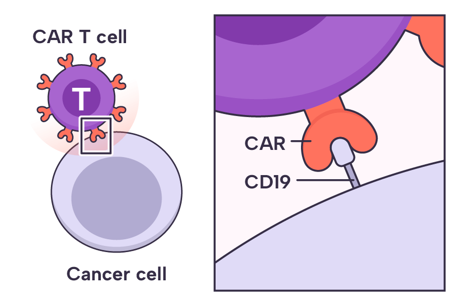 A chimeric antigen receptor (CAR) hooking onto an antigen.